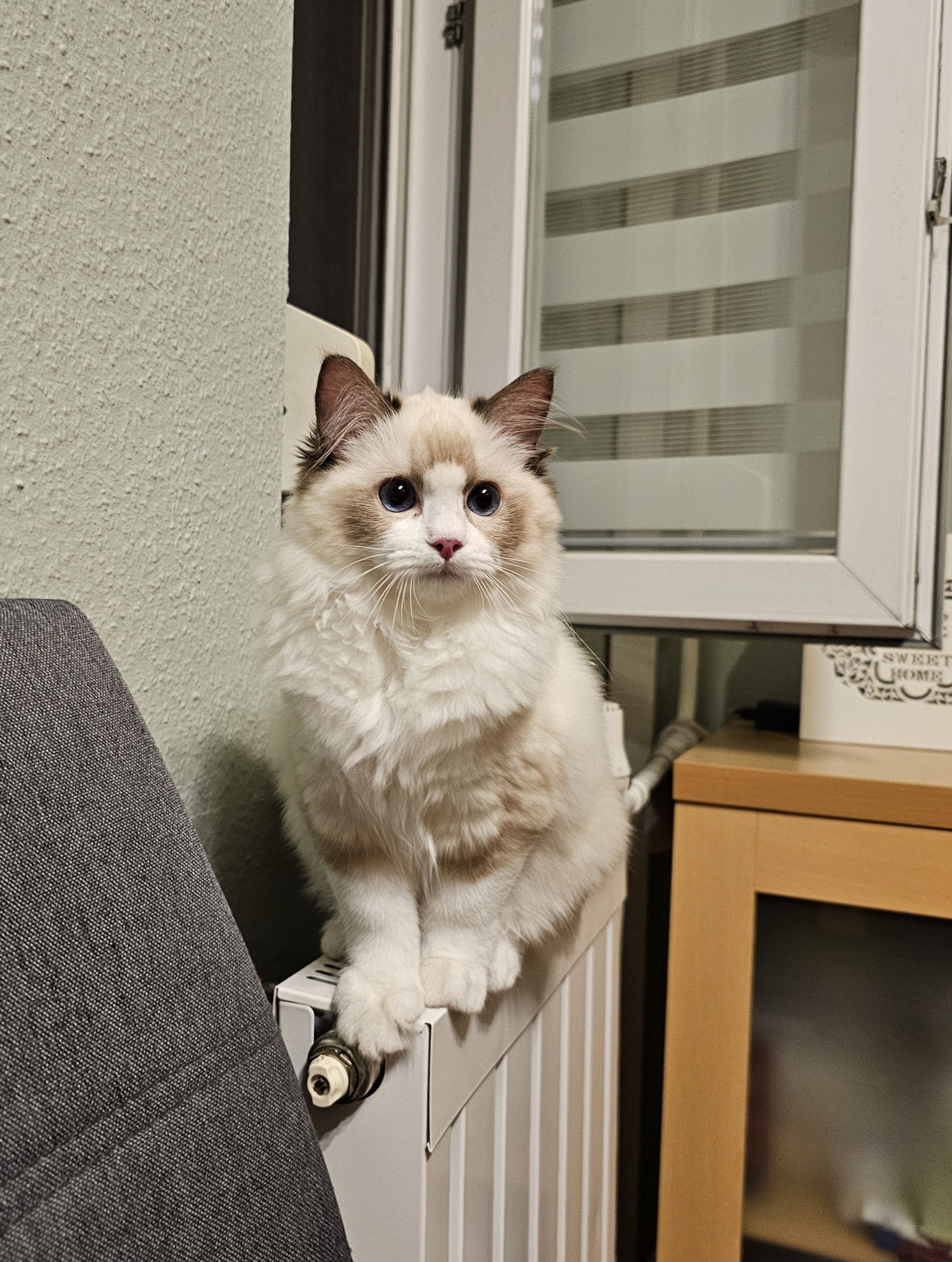 /images/Galeria/Ragdoll Rajongók Rezidenciája/17 Hadi Zita - Sophie.jpg